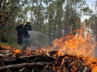 Chile: Incendios forestales destruyen 5.642 hectáreas en varias regiones