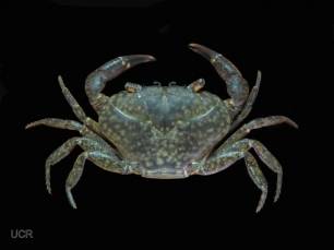Costa Rica: Descubren una nueva especie de cangrejo de río