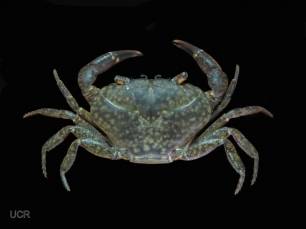 Costa Rica: Descubren una nueva especie de cangrejo de río