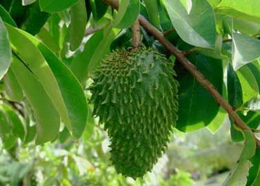 La Guanabana: La mejor cura contra el cáncer