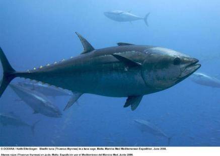 Exigen el fin de la pesca industrial del atún rojo en el Mediterráneo