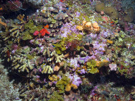 Tailandia quiere salvar el coral del Mar de Andamán