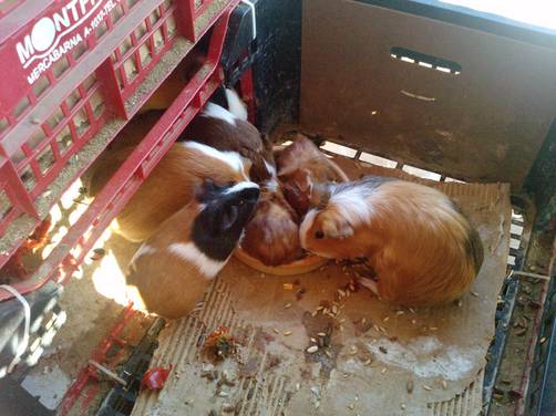 Venta de cuyes para comidas