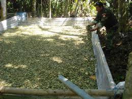 Corah evitó producción de 65 toneladas de cocaína en Tingo María y Ucayali Corah evitó producción de 65 toneladas de cocaína en Tingo María y Ucayali