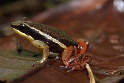 Una expedición científica encuentra tres nuevos tipos de ranas en Colombia