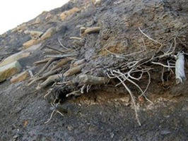 Bosque petrificado da indicios sobre cambios climáticos