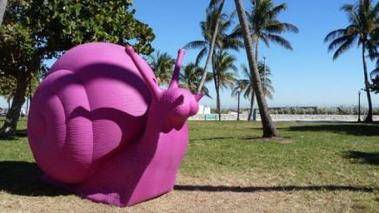 Caracoles rosados invaden Miami Beach en favor del medioambiente