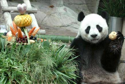China prolonga 2 años más la estancia del oso panda en Tailandia