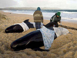 Australia: Mueren 21 ballenas piloto