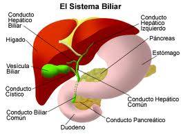 'Soy hepatitis B, ¿me conoces?'