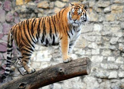 Trece países se reúnen en San Petersburgo para proteger al tigre