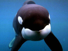 Las orcas ponen en peligro su sobrevivencia Las orcas ponen en peligro su sobrevivencia