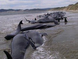 Mueren 120 ballenas en Nueva Zelandia