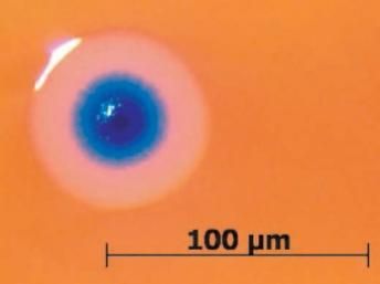 Ciencia: El hombre crea la primera célula artificial