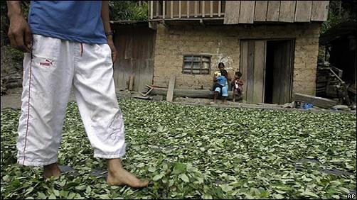 Corah destruyó 8 mil 900 hectáreas de cultivos ilegales de hoja de coca
