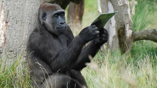 Congo cuenta con el primer centro para gorilas maltratados
