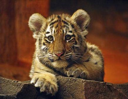 Putin busca un acuerdo en Asia para salvar al tigre