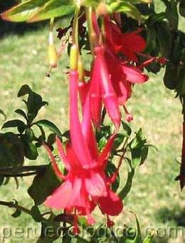 LA CANTUTA LA CANTUTA