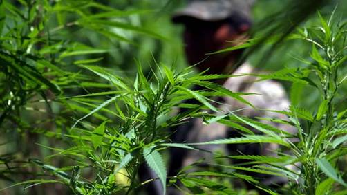 El condado de Los Ángeles aprueba el uso medicinal de la marihuana