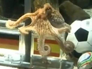 Video: El pulpo Paul ahora tiene rock Video: El pulpo Paul ahora tiene rock