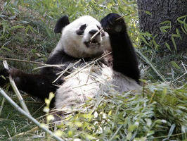 Osos panda se reproducen de manera récord en China