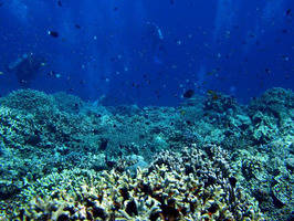 Encuentran el arrecife calcáreo más largo del mundo