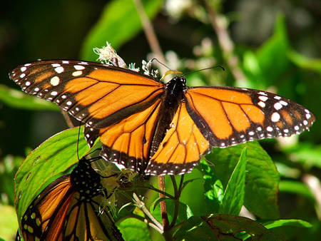 Mariposa monarca seriamente amenazada
