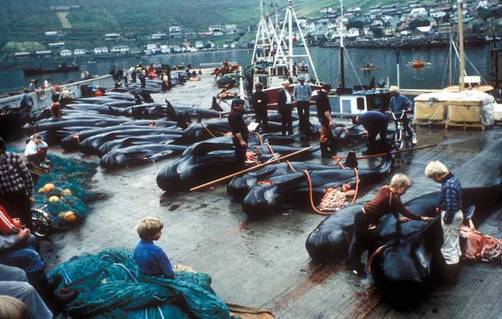 Islas Feroe, Récord en matanza de ballenas en 2010