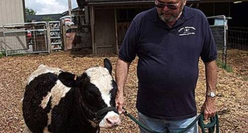 Vacas en miniatura: Futuro ecológico de la carne vacuna Vacas en miniatura: Futuro ecológico de la carne vacuna