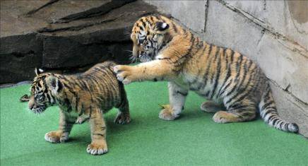 Nacen tres cachorros del amenazado tigre de Sumatra en un zoo en Indonesia