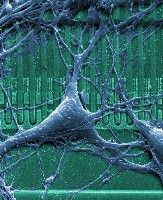 Primeras neuronas digitales