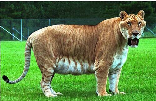 animales hibridos wikipedia