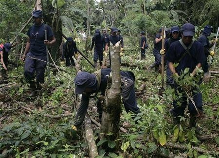 Continuaremos con la erradicación de hoja de coca ilegal,señala Jefe del Corah