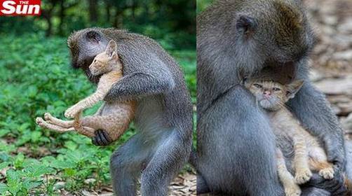 Instinto maternal: mono conmovió al mundo al darle amor a un gato desprotegido