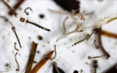 Un municipio de Brasil retira la publicidad que relacionaba el dengue con Argentina Un municipio de Brasil retira la publicidad que relacionaba el dengue con Argentina