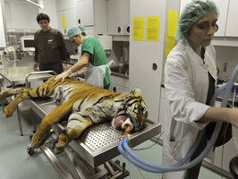 Realizan por primera vez implantación de cadera a un tigre