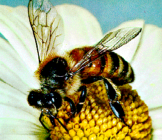 Picadura de abeja puede ser mortal