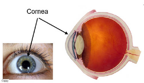 Una córnea artificial para recuperar la visión