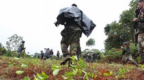 Corah Herradico mas de 10 mil 300 Hectarias de hoja de Coca ilegal