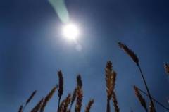 Rusia obligada a importar cereales este año Rusia obligada a importar cereales este año