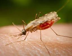Así invade el parásito de la malaria los glóbulos rojos