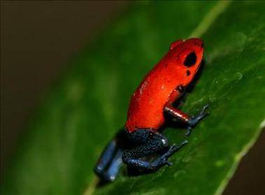 Expertos reportan el avistamiento en Costa Rica de anfibios que creían extintos