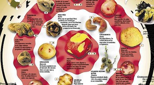 Infografía: la papa peruana está de fiesta