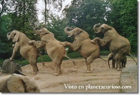 LA MEMORIA DE LOS ELEFANTES I