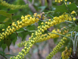 No todas las flores se 'esconden' del frio