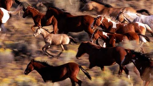 Reos estadounidenses amansan sus propios instintos domando mustangs