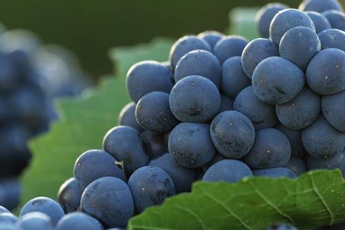 Rio Blanco, principal exportadora de uvas de Chile, está evaluando aquirir tierras para cultivos en Perú