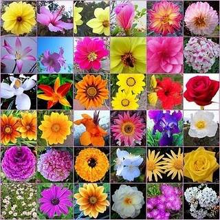 Esquema de las 38 Flores de Bach