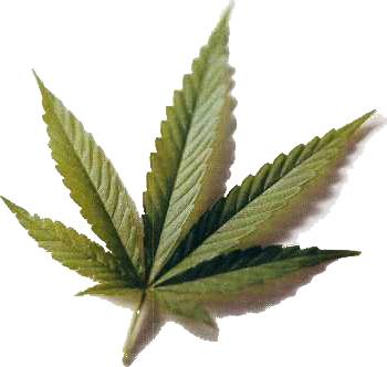 La posible legalización del consumo de marihuana en California