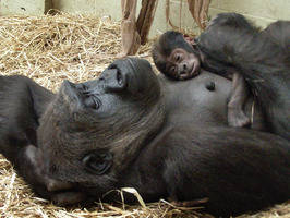 Nace bebé gorila en Londres